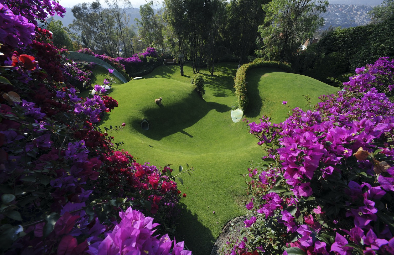 green landscape with Bougainvillea flowers 